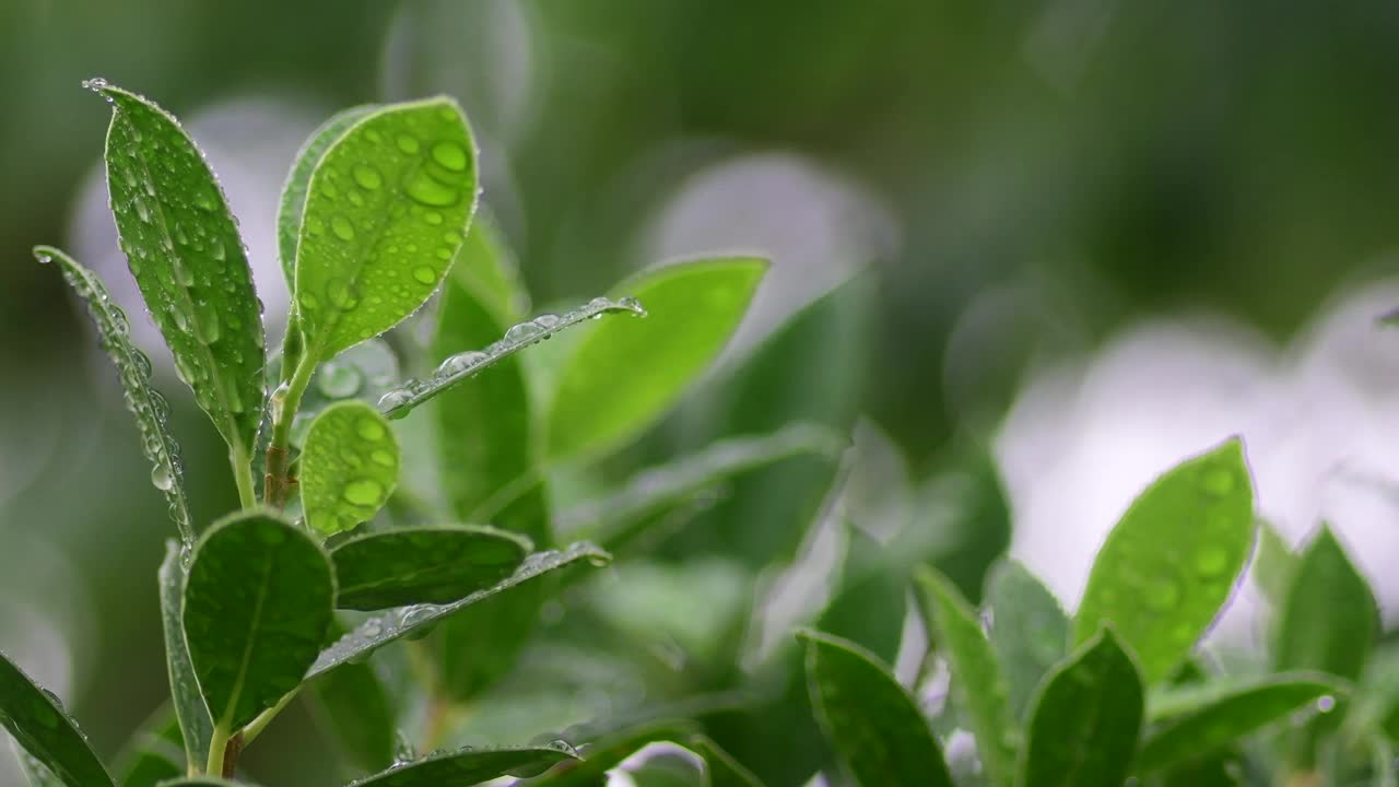 树叶上的水滴视频素材