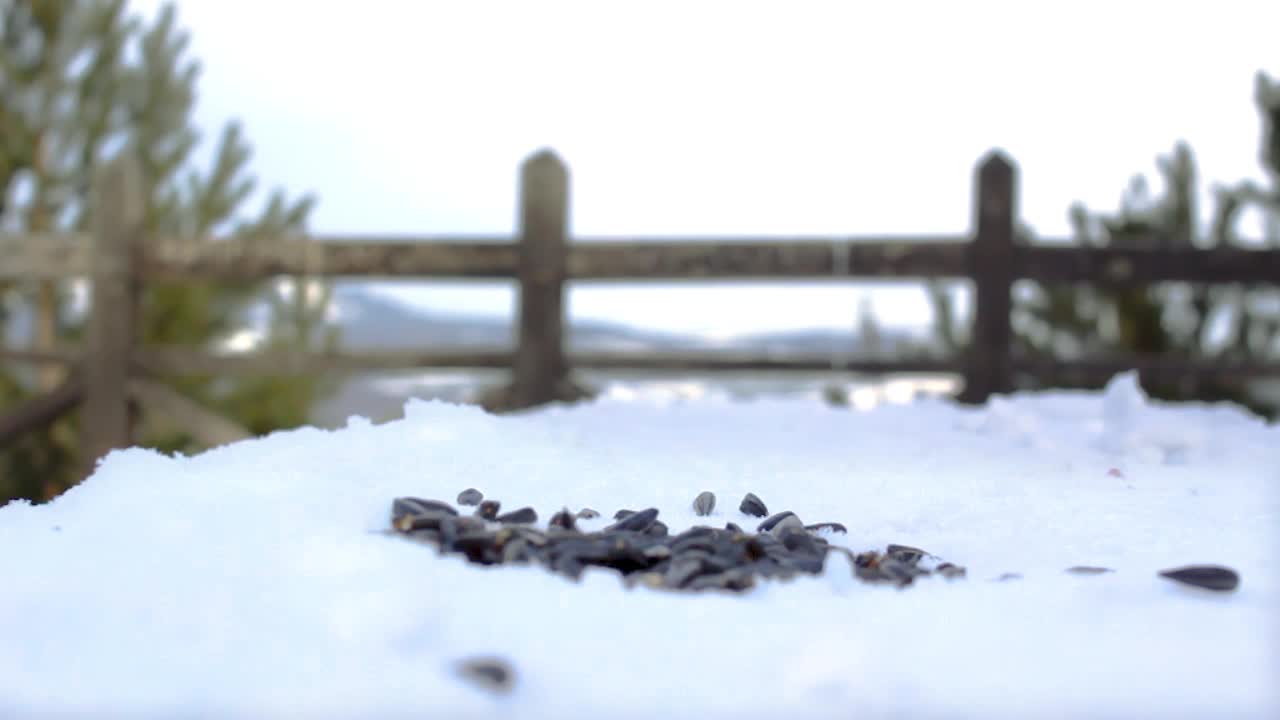 寒冷的冬天，在森林公园的雪景观景台上，野生小鸟五味子正在吃种子视频素材