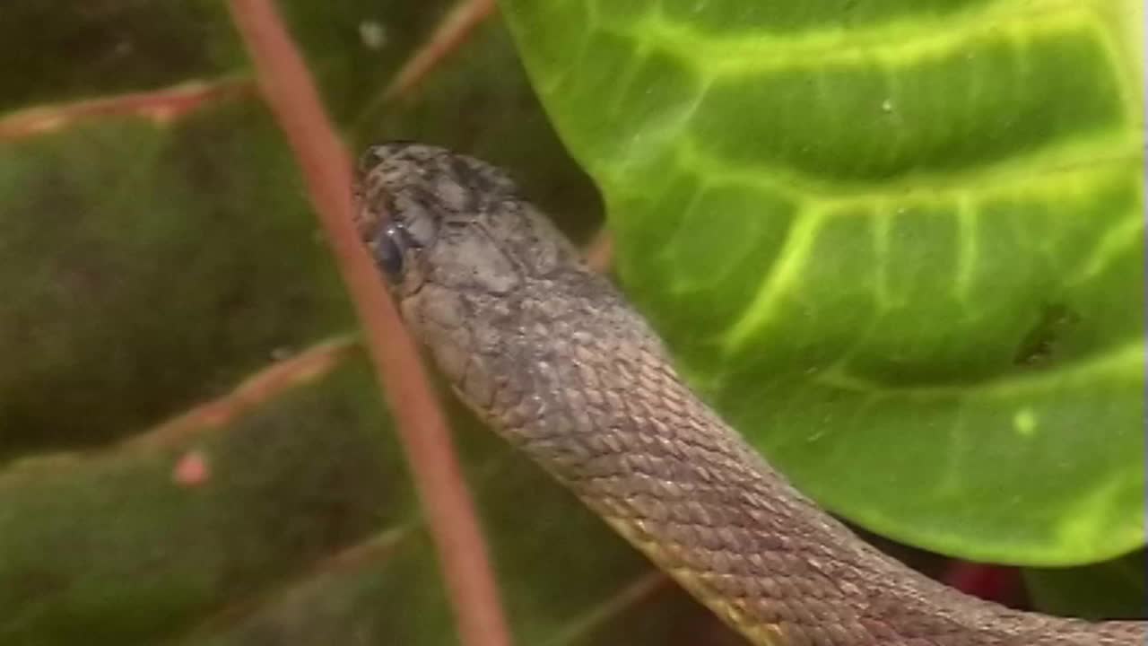 浅黄色条纹龙骨蛇在水上视频素材