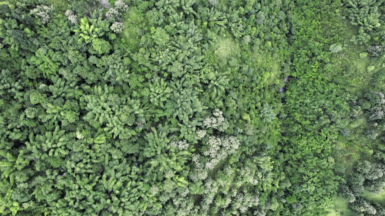 雨天在国家公园热带雨林中的山顶视频素材