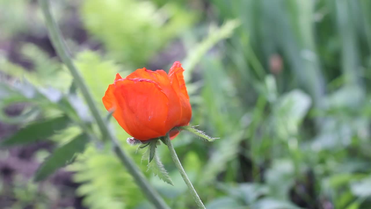 美丽的花园罂粟花特写。视频下载