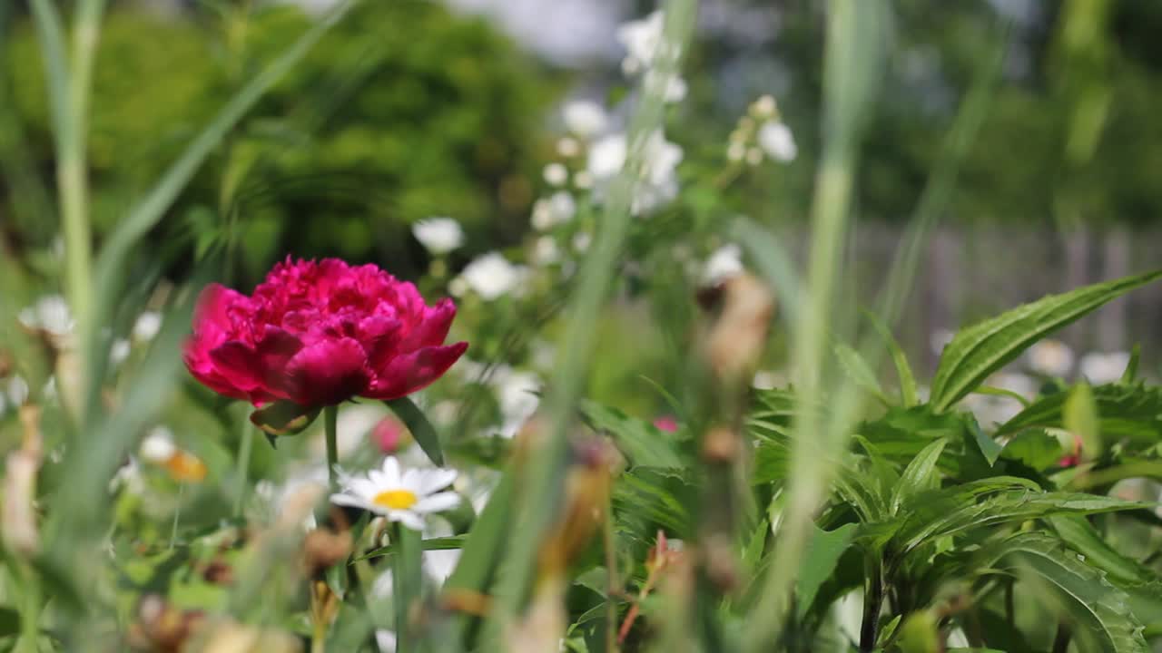 美丽的牡丹花。视频下载