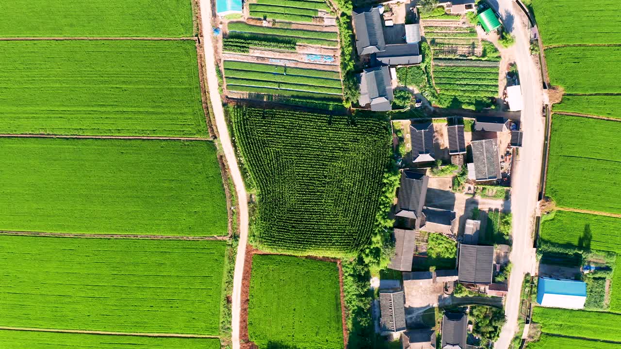 夏季稻田鸟瞰图视频素材