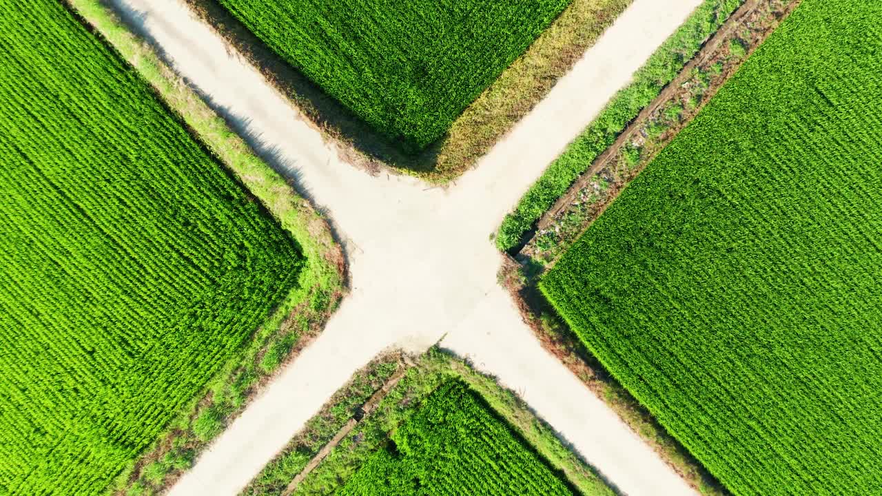 夏季稻田鸟瞰图视频素材