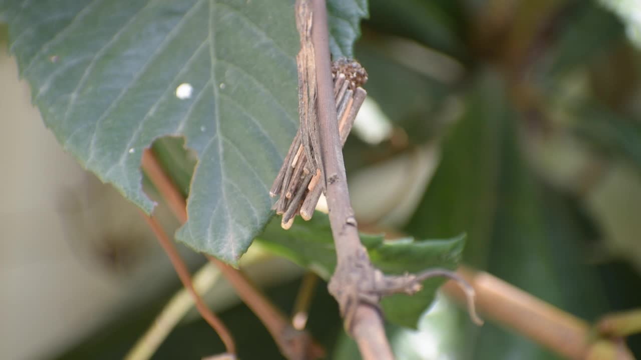 袋子里有虫蛆视频素材