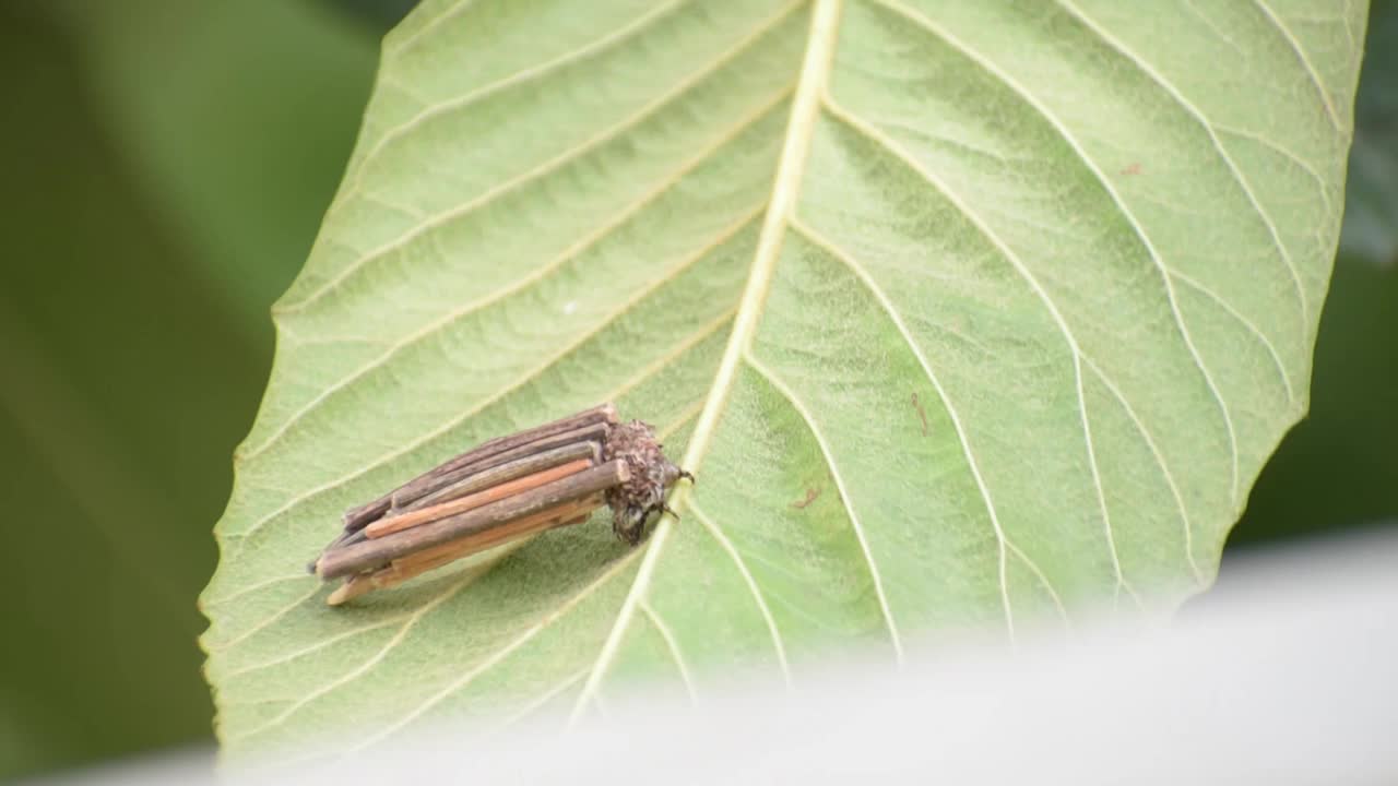 袋子里有虫蛆视频素材