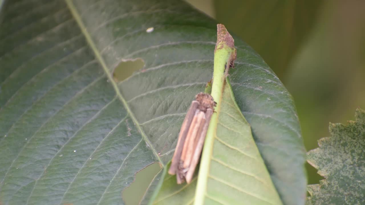 袋子里有虫蛆视频素材