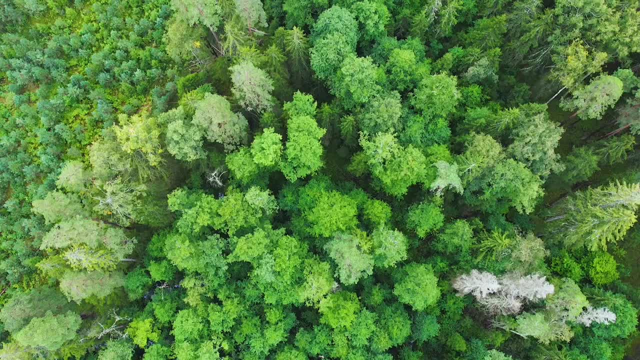 正上方全帧拍摄的绿色松林视频素材