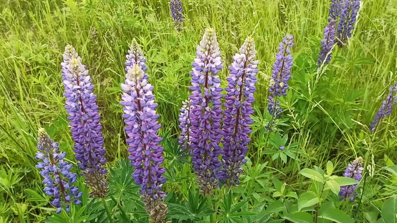 明亮的夏日，一片紫色的羽扇豆:在野外盛开，夏日的色彩，花朵在风中摇曳视频素材