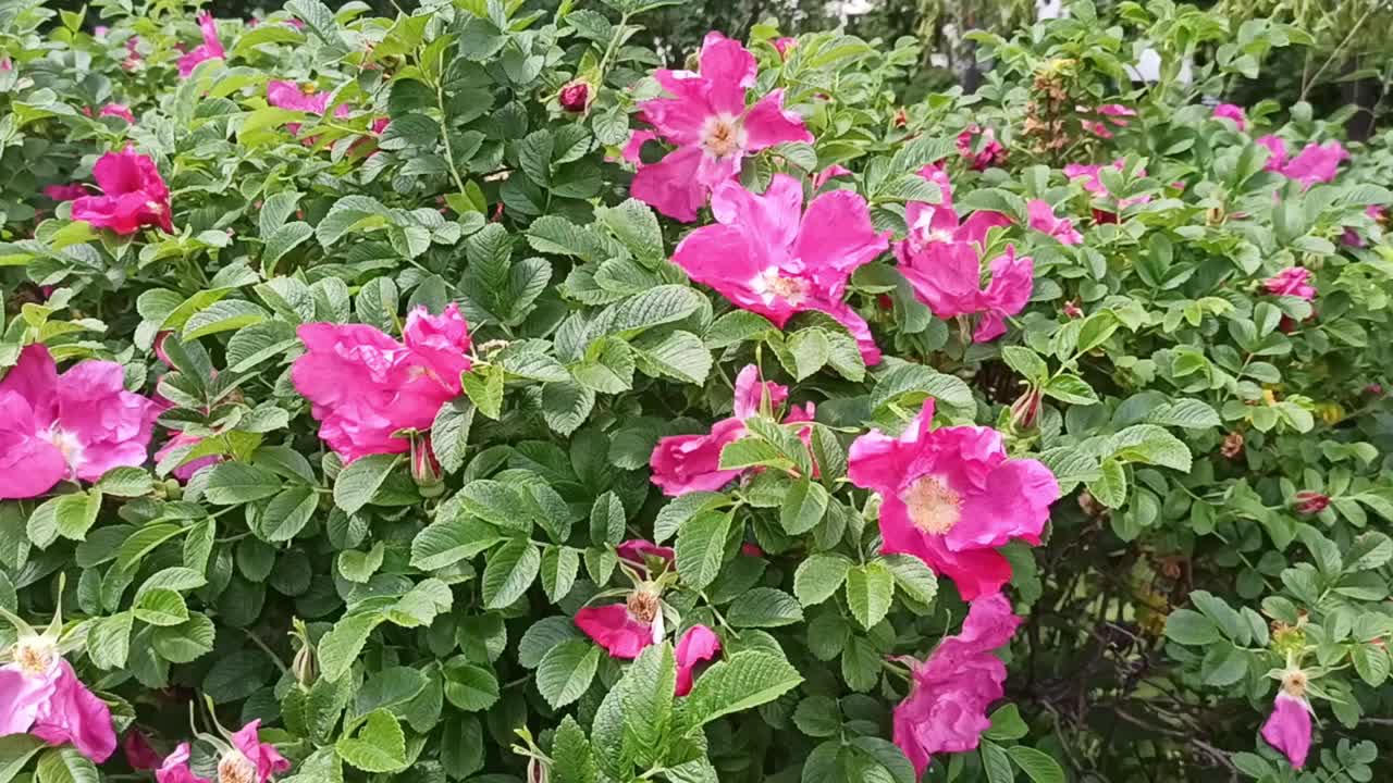 一丛绿色的玫瑰花丛开出亮粉色的花朵，在风中摇曳视频素材