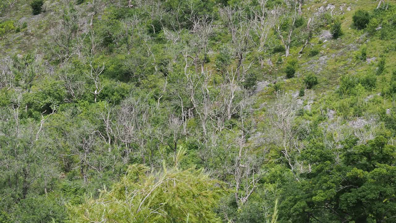 英国约克郡山谷里的Littondale，白蜡树被白蜡树枯死，Hymenoscyphus fraxineus。视频素材