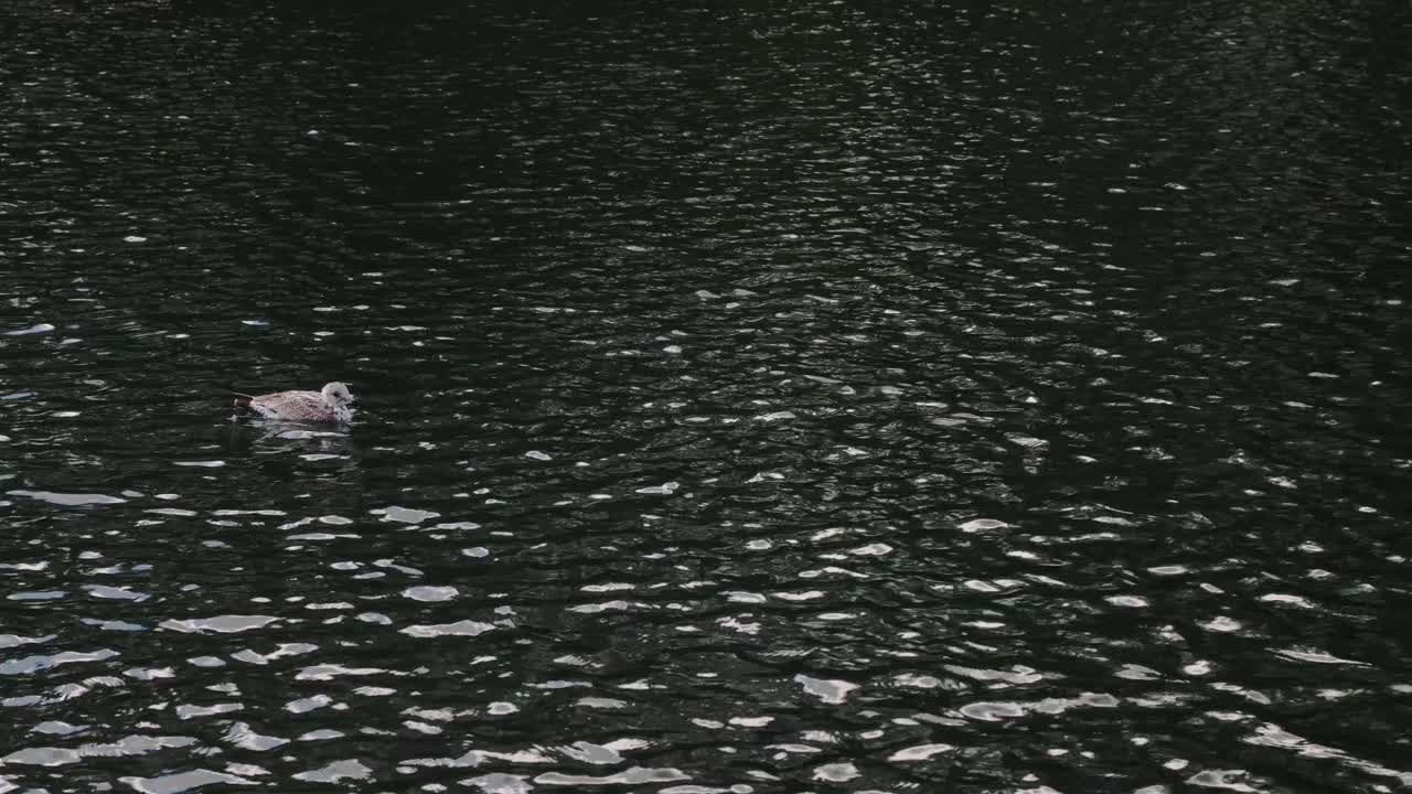 在4k分辨率的视频中，海鸥在公园池塘里洗澡视频素材