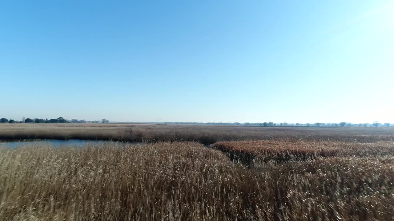 无人机在日本Watarase减速盆地芦苇田的空中飞行视频素材