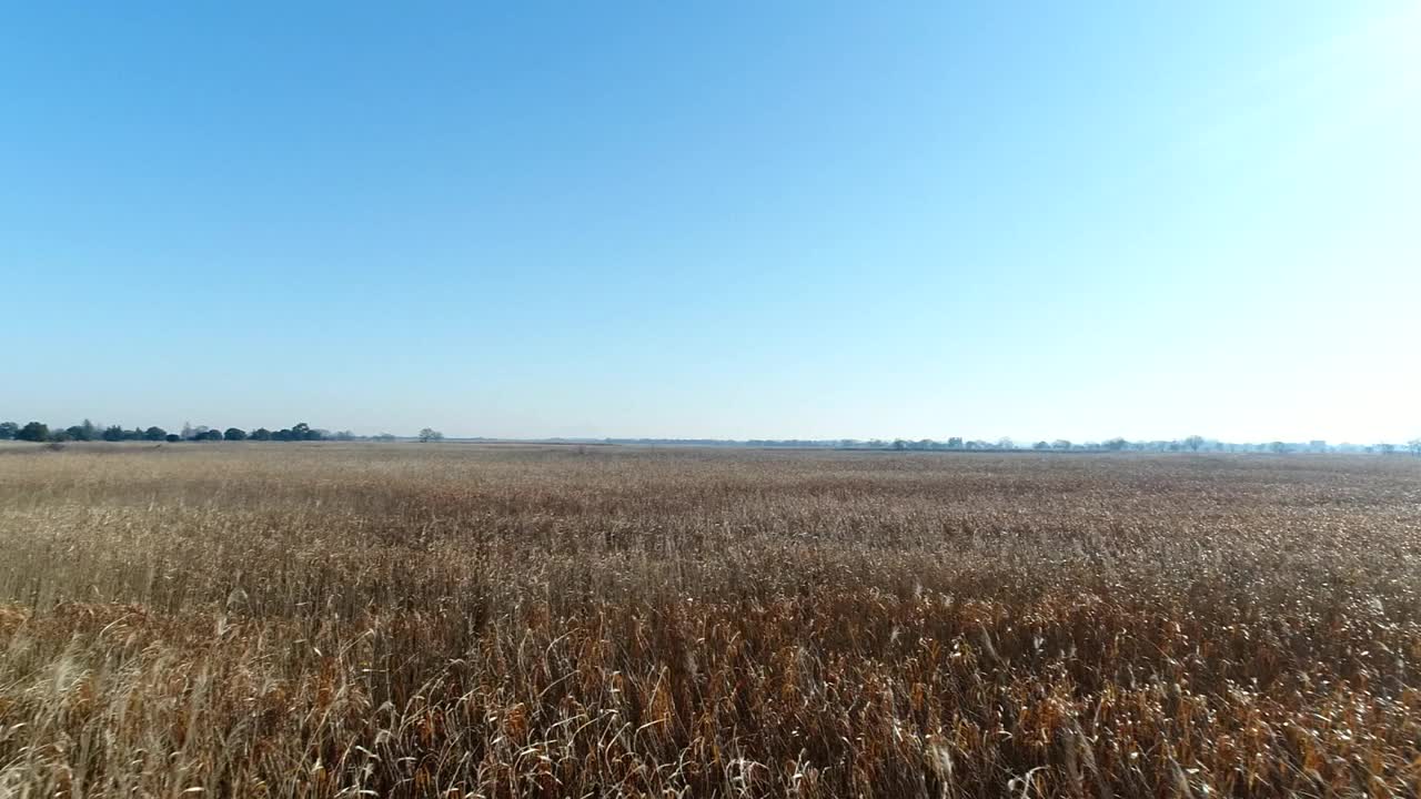 无人机在日本Watarase减速盆地芦苇田的空中飞行视频素材