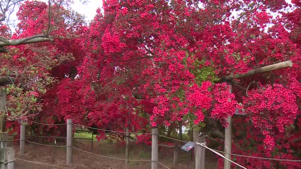 杜鹃花，群马县，日本视频素材