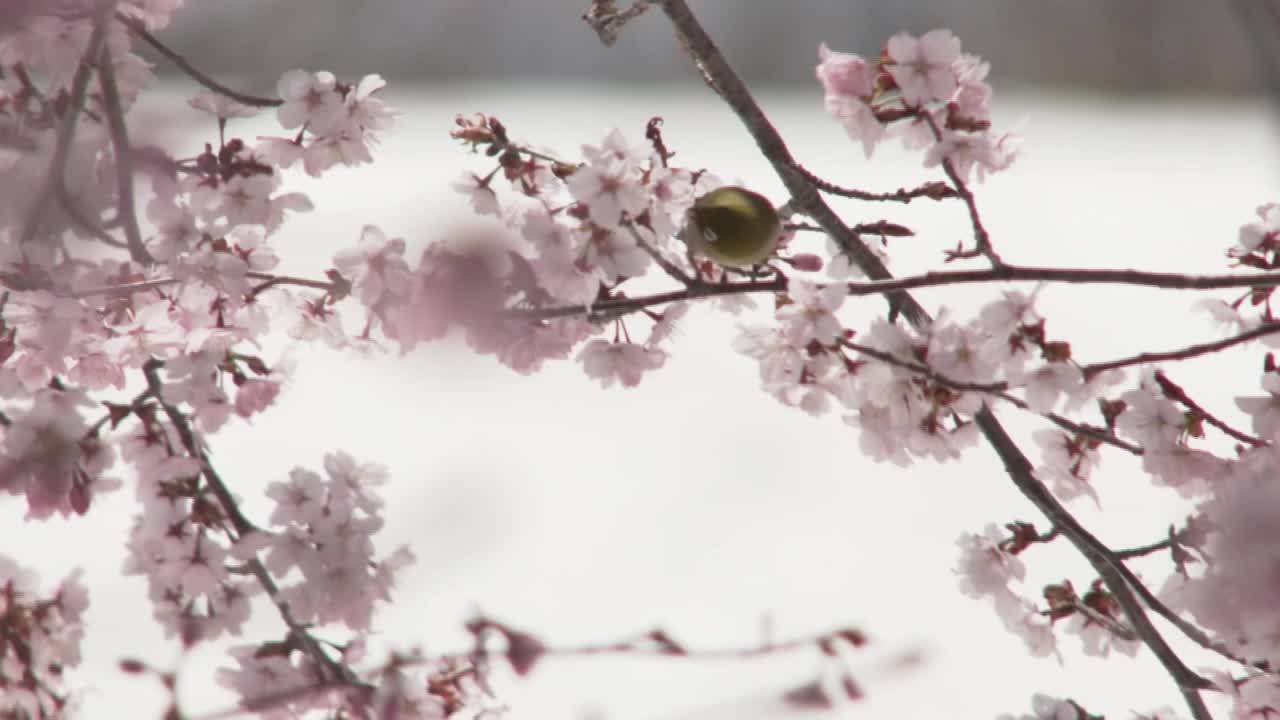 《雪上樱花上的鸟》，日本新泻视频素材