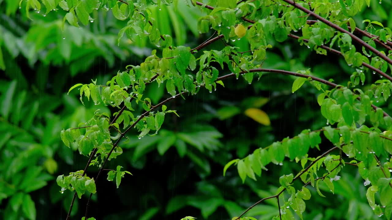 潮湿的绿叶上有雨滴和露珠在雨中飘动。视频素材