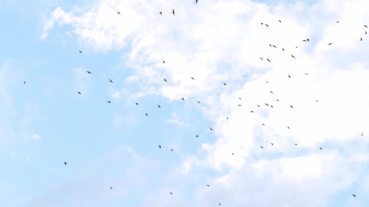 慢镜头拍摄了一群雨燕在明亮的白色多云天空中飞舞的场景视频素材