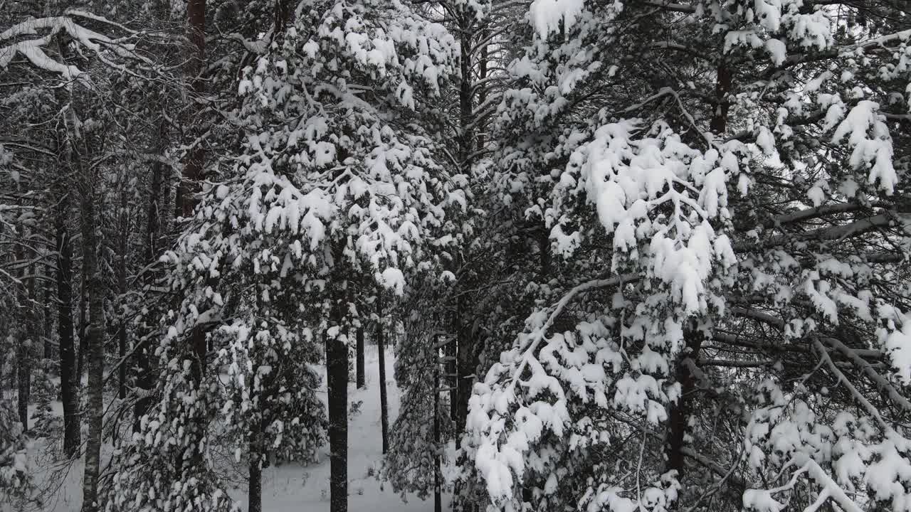 新年的冬季森林被大雪覆盖，鸟瞰图。视频素材