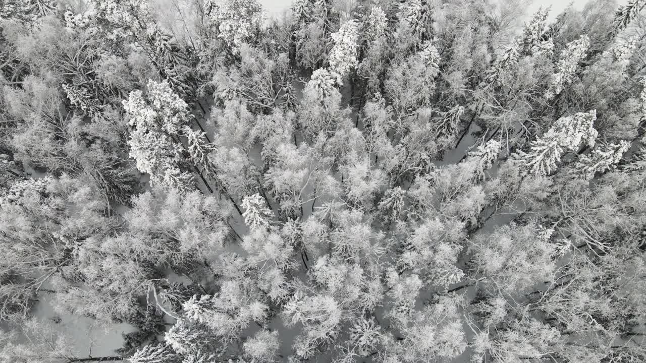 新年的冬季森林壮观地覆盖着积雪，鸟瞰。视频素材