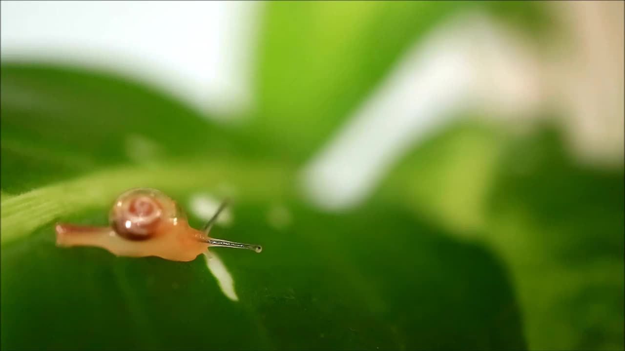 小蜗牛爬行，在亮绿色的叶子上留下蜗牛粘蛋白视频素材