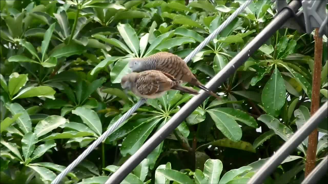 母斑马鸽在城市的电线上小心翼翼地整理它的雏鸟视频素材