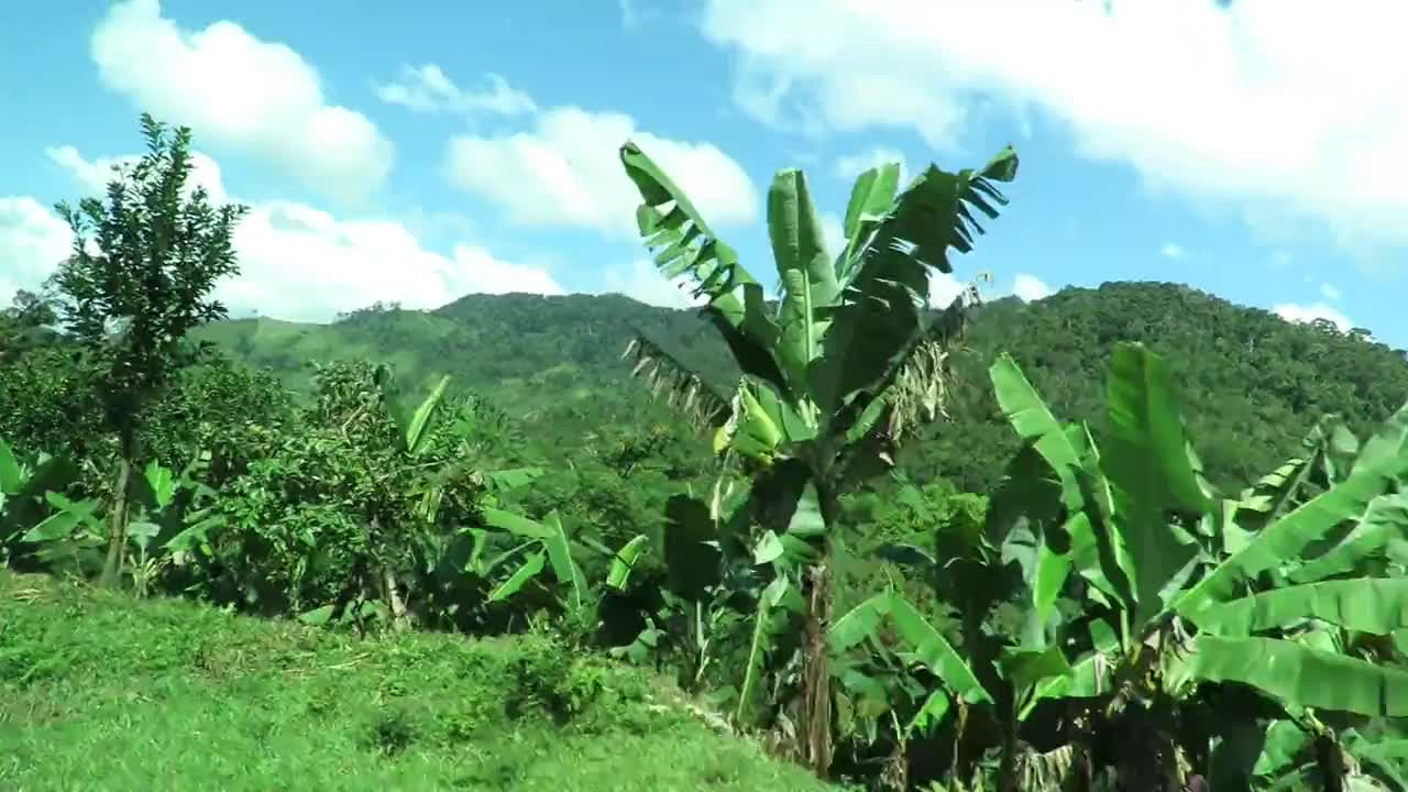 在去拉诺马法纳国家公园的路上被汽车穿过视频素材