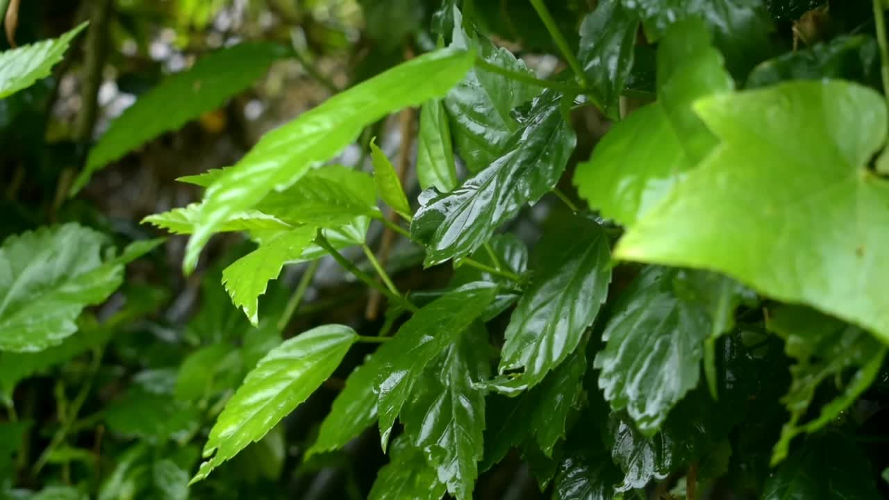 雨点弄湿了绿叶，使它们看起来更新鲜视频素材