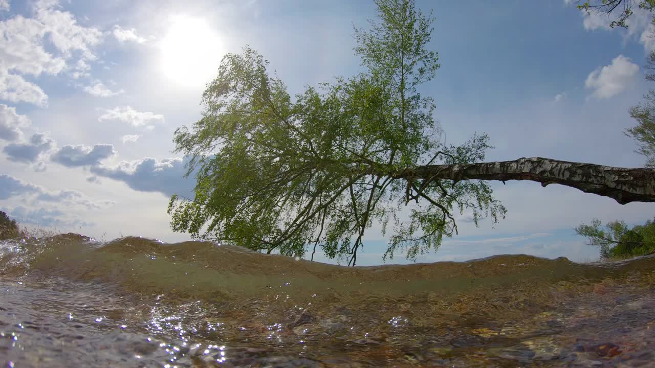 在夏日的湖上冲浪，弯曲的树和阳光视频素材