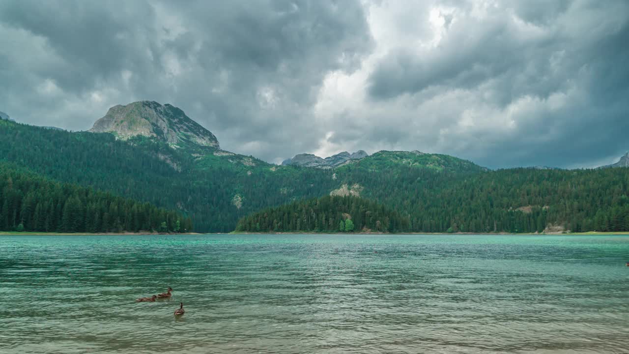 高山湖泊和常绿针叶林，鸭子在湖中游泳。Durmitor,黑山。间隔拍摄4 k。视频素材