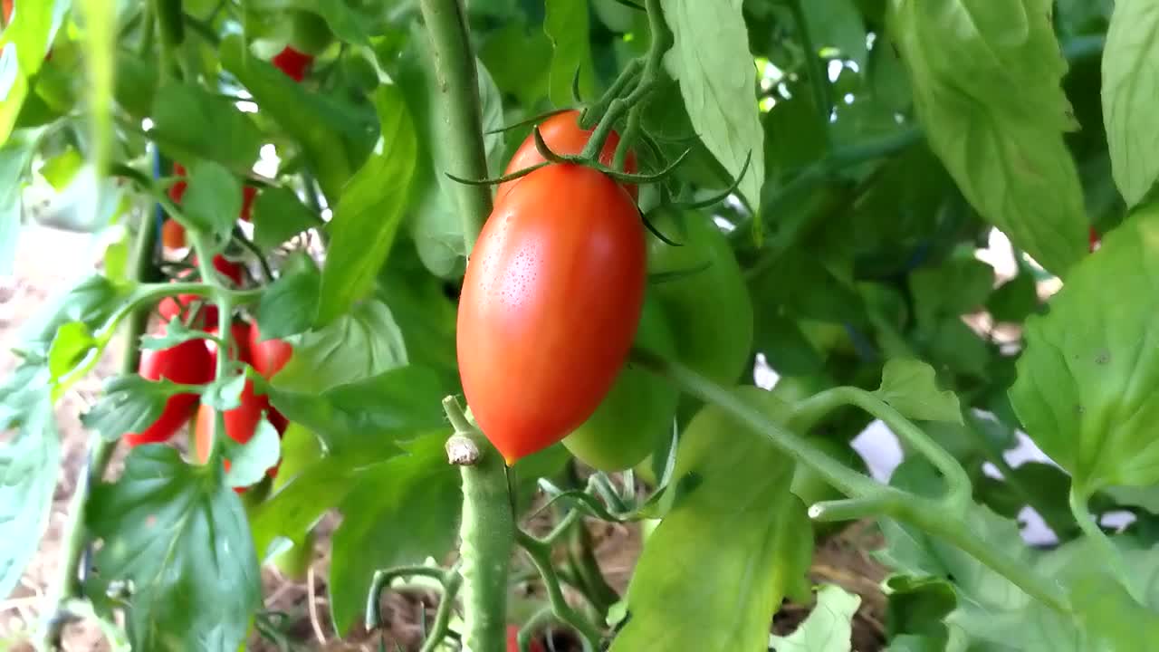 温室里挂在树枝上的红番茄。夏天的西红柿熟了。番茄周围的摄像机布线视频素材