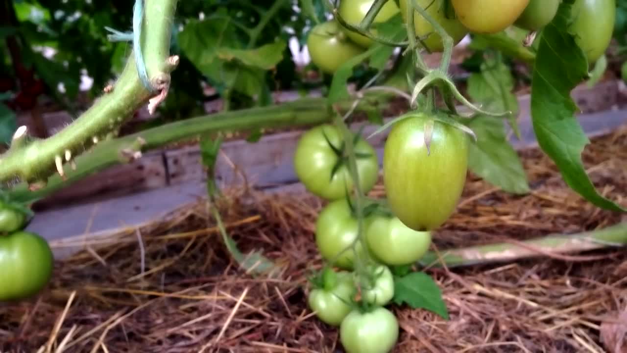 梅子番茄串挂在温室的树枝上。夏天成熟的绿色西红柿。从下到上的摄像头布线。视频素材