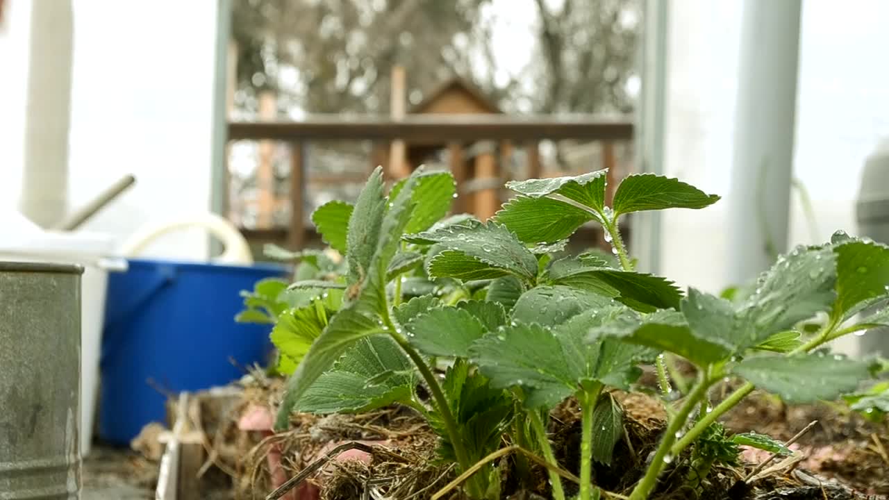 一个农家女孩把浇水罐倒在草莓幼苗上。测量生命和照顾植物。有机种植视频素材