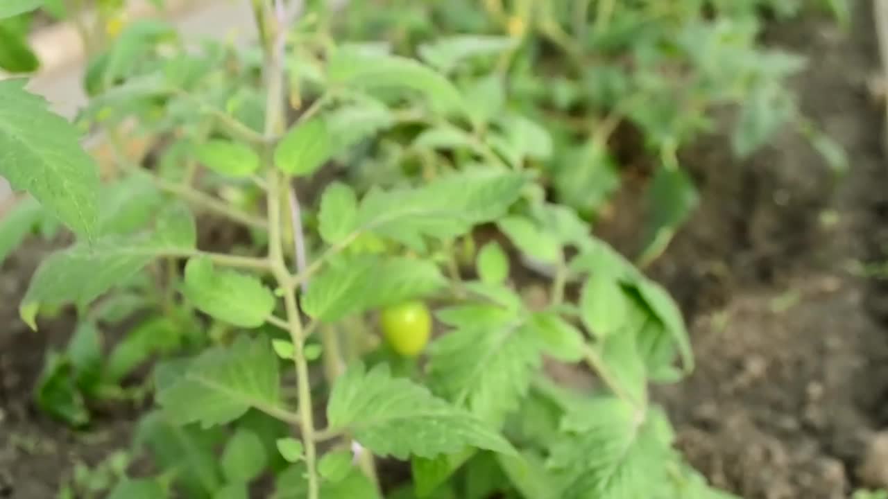 高清早春温室里的绿叶番茄丛的特写视频素材