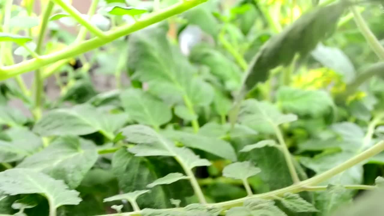 温室里番茄幼苗的叶子特写。在温室里种苗视频素材