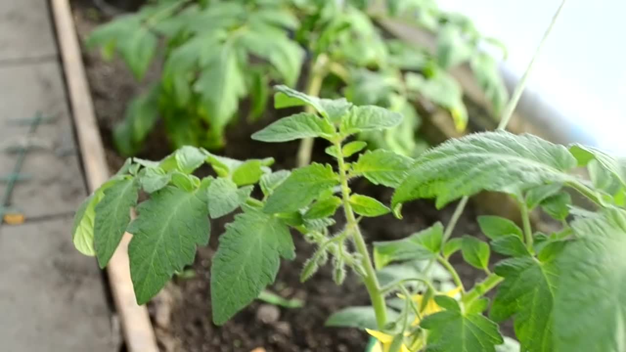 早春温室里的两个绿色西红柿。蔬菜的有机种植农业。视频素材