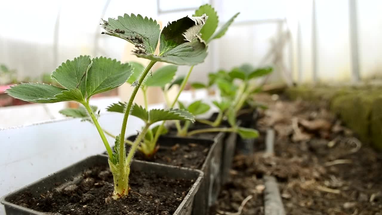 早春时节，一位农妇在温室里给草莓幼苗浇水。特写镜头。准备出售的植物。视频素材