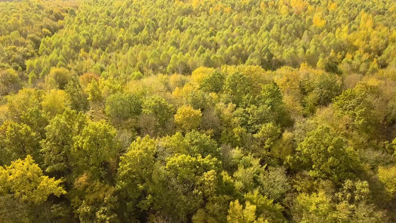 秋天的森林，明亮的橙色和黄色的叶子。茂密的树林在阳光明媚的秋天天气。视频素材