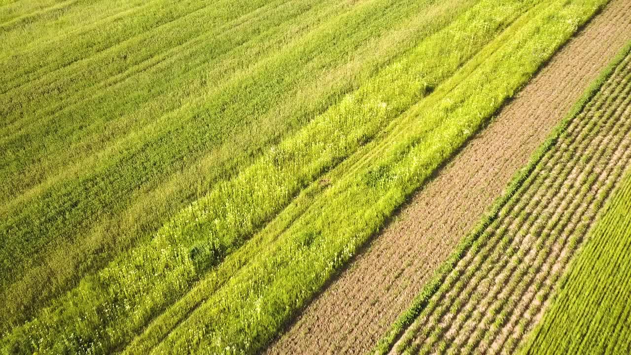 鸟瞰图绿色的农田，在播种季节后新鲜的植被。视频素材