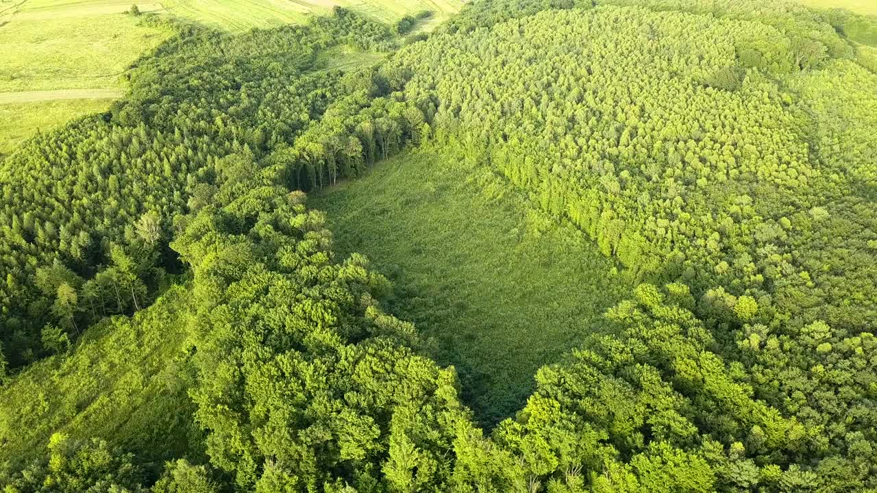 从上往下俯瞰绿色的夏季森林，大片被砍伐的树木是全球森林砍伐工业的结果。人类对世界生态的有害影响。视频素材