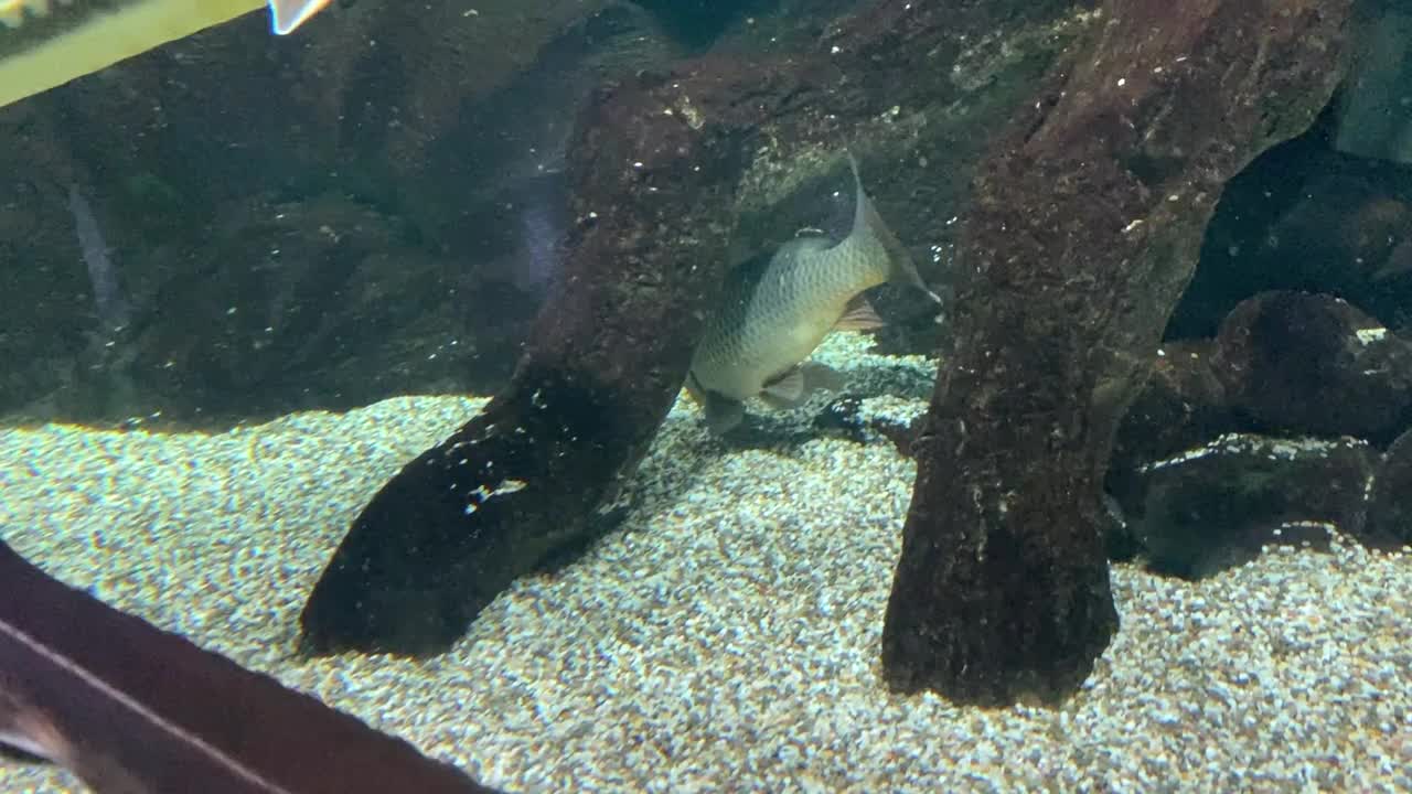 鱼漂浮水族馆鲟鱼水下近距离视频素材