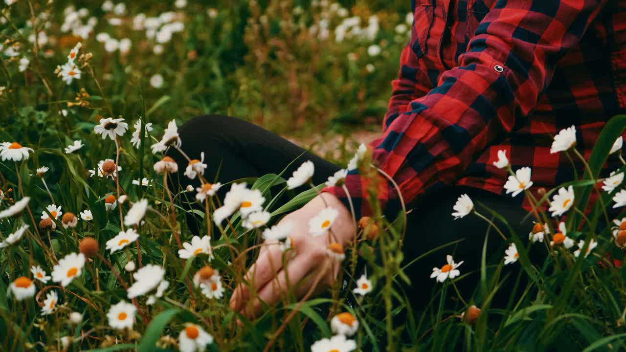 女人捡起雏菊，扯下花瓣视频素材