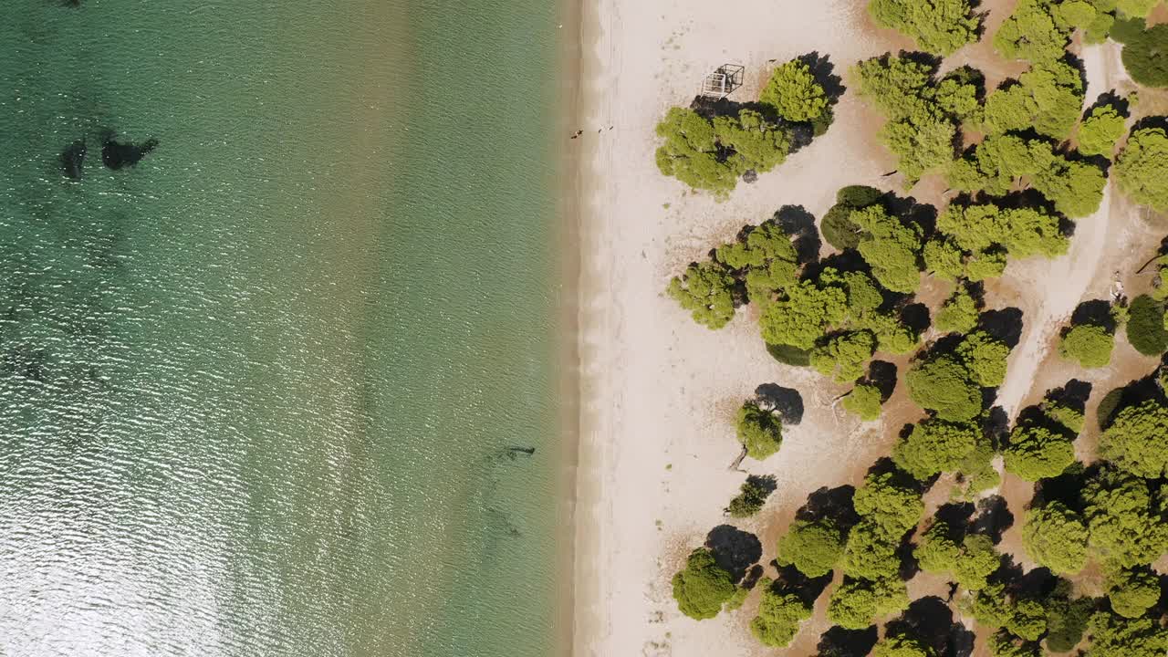 希腊马拉松海滩旁松树林的航拍镜头视频素材