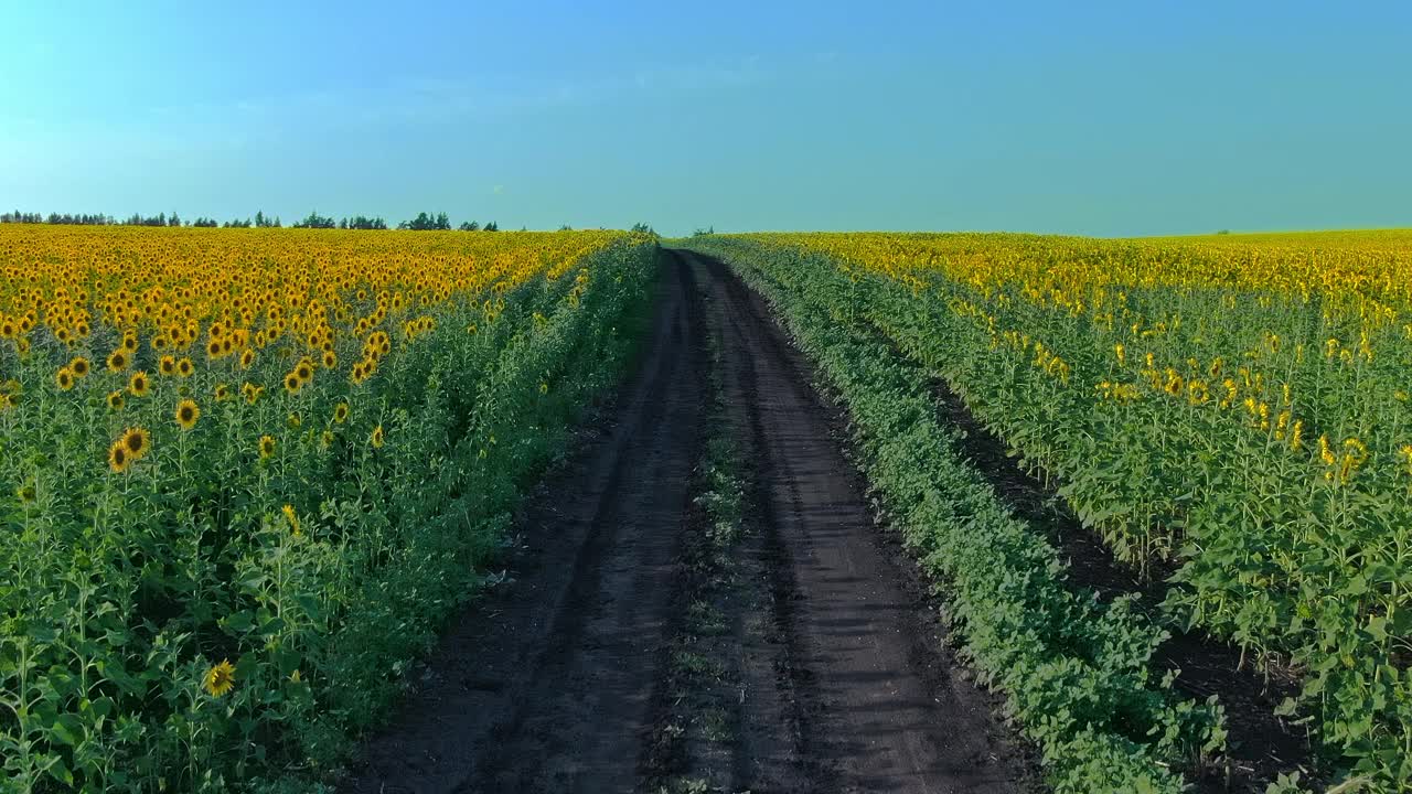 从直升机上看，一条乡村公路穿过两片开花的田野。一望无际的金色向日葵田，丰收的种植园。美丽的乡村风景。4 k, ProRes视频素材