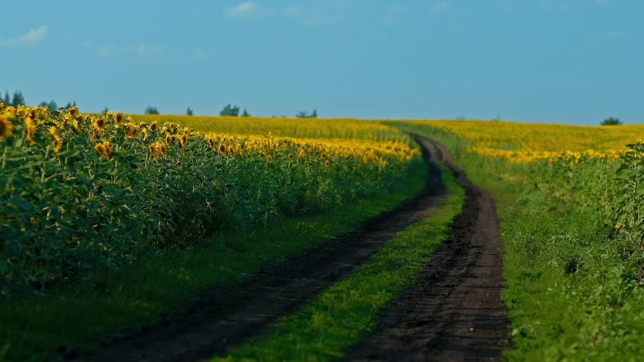 美丽的风景，田野间的道路，金色的向日葵。乡间小路上的田野里，盛开着向日葵。4 k, ProRes视频素材