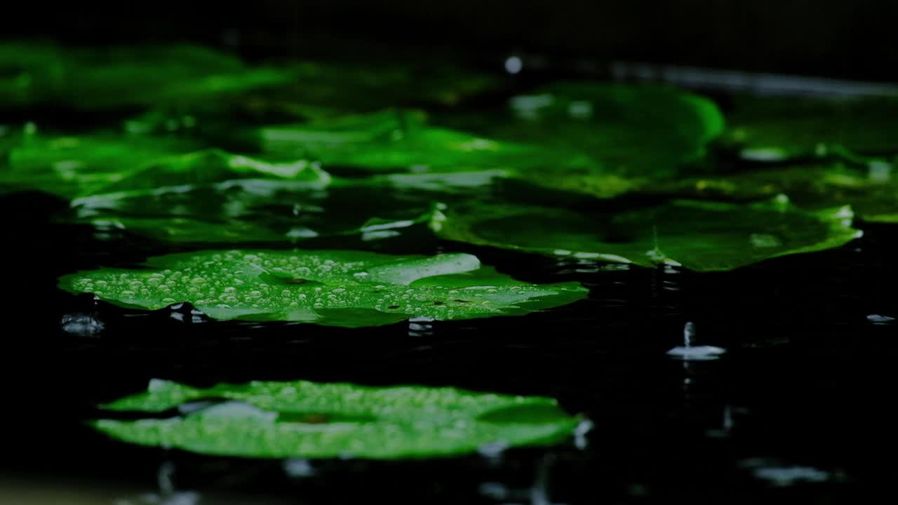 雨水落在池塘里睡莲的天然绿叶上。视频素材