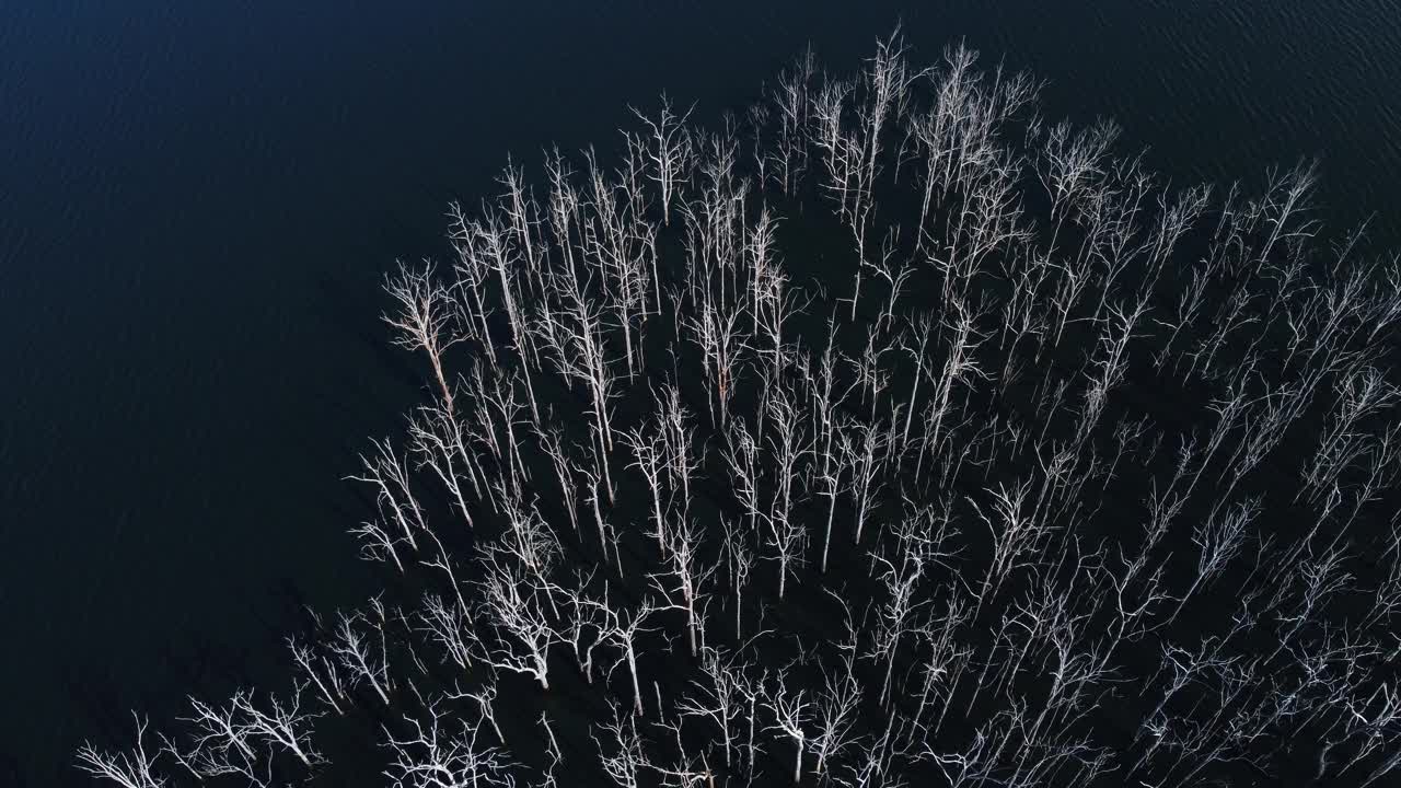 大坝里的死树视频素材