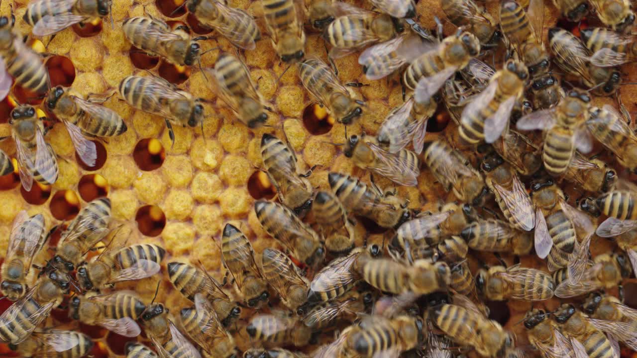 蜜蜂在蜂巢视频素材