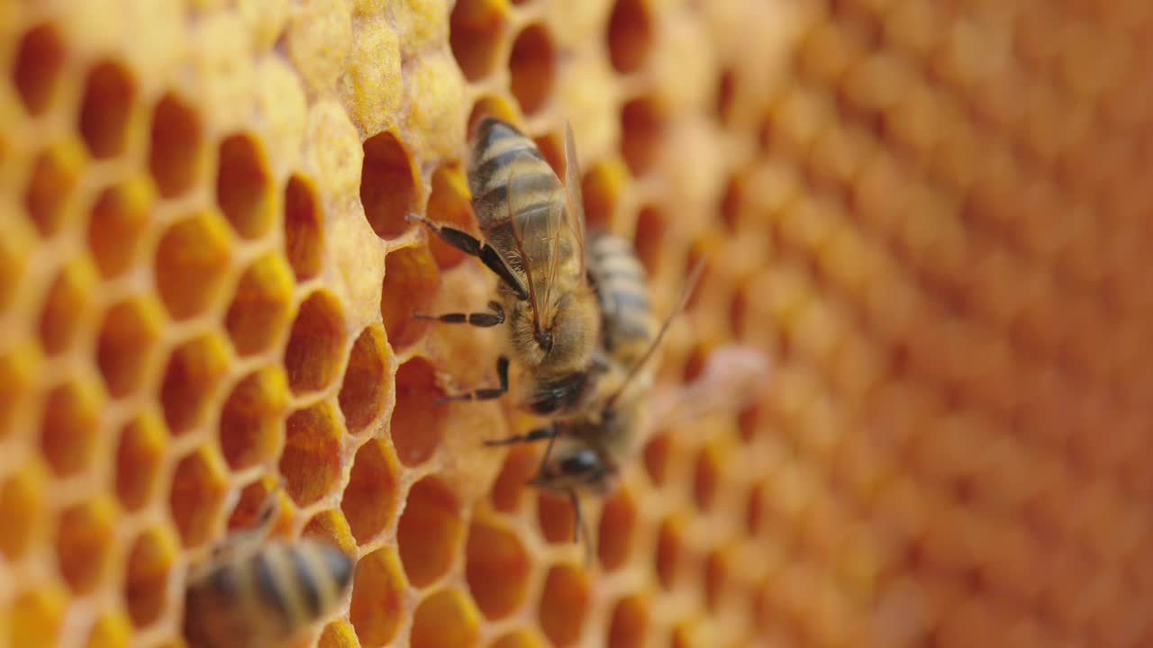 蜜蜂在蜂巢。视频下载