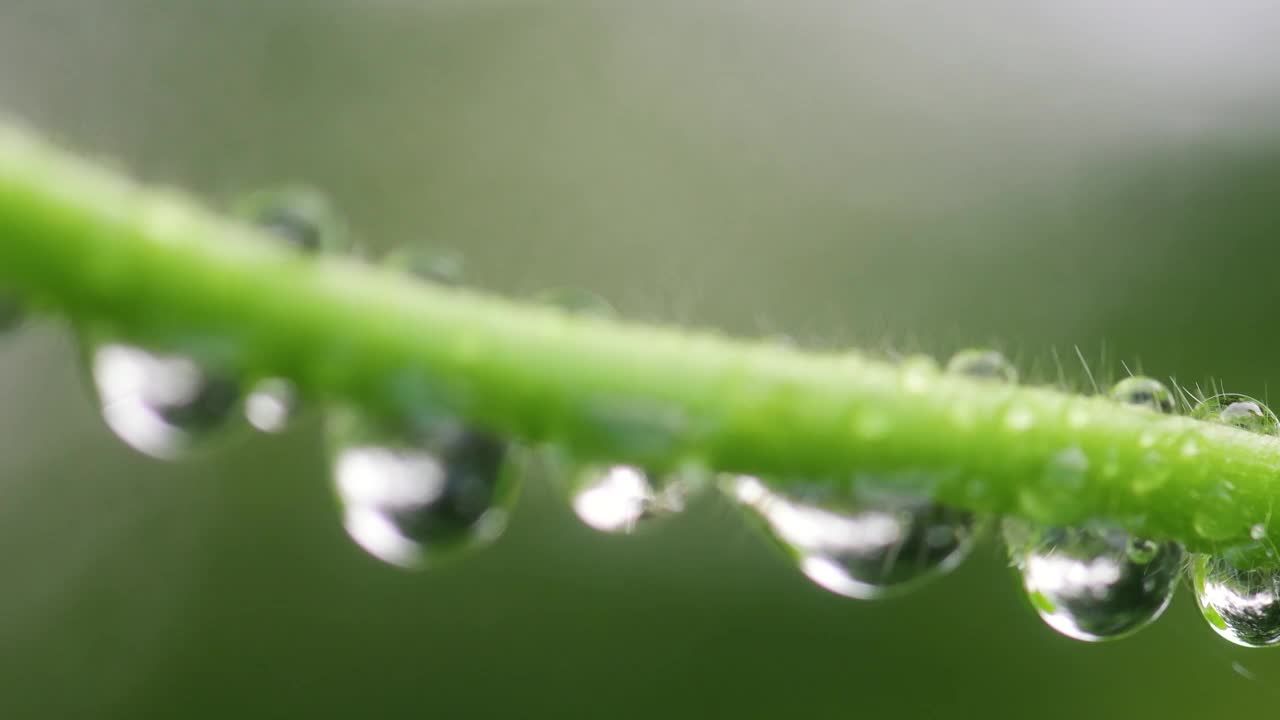 滴滴的露珠，纯净自然的背景视频素材